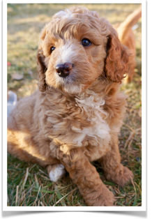 Red White Australian Goldendoodle outside playing with his littermates in Utah.  Goldendoodles for sale in California and Colorado.
