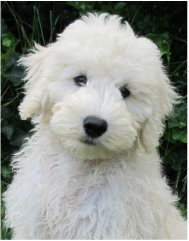 English Goldendoodle Puppies For Sale 